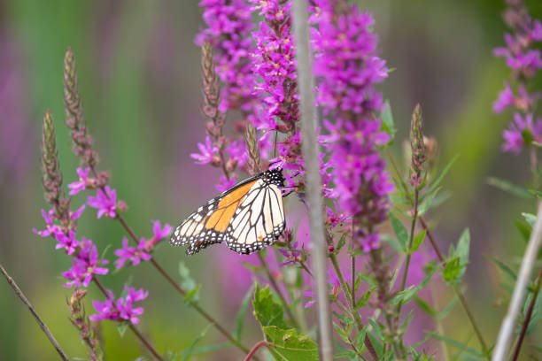 istock A monarch butterfly along a boardwalk trail through a marsh in Ontario. 1415085360