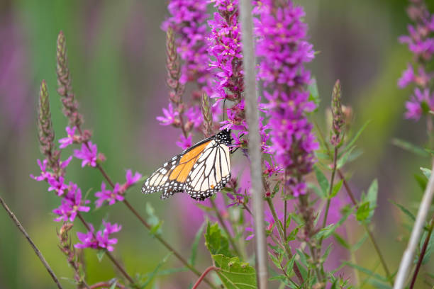 istock A monarch butterfly along a boardwalk trail through a marsh in Ontario. 1415085370