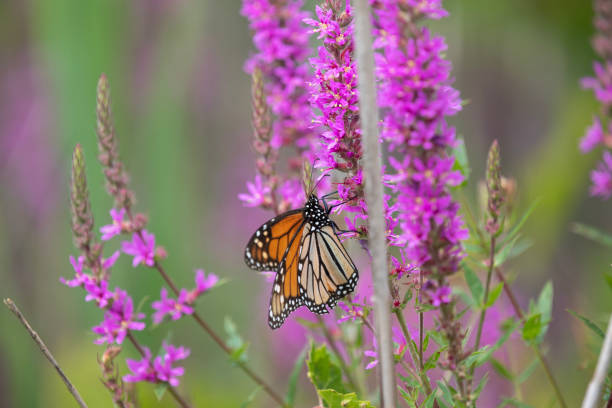 istock A monarch butterfly along a boardwalk trail through a marsh in Ontario. 1415085374