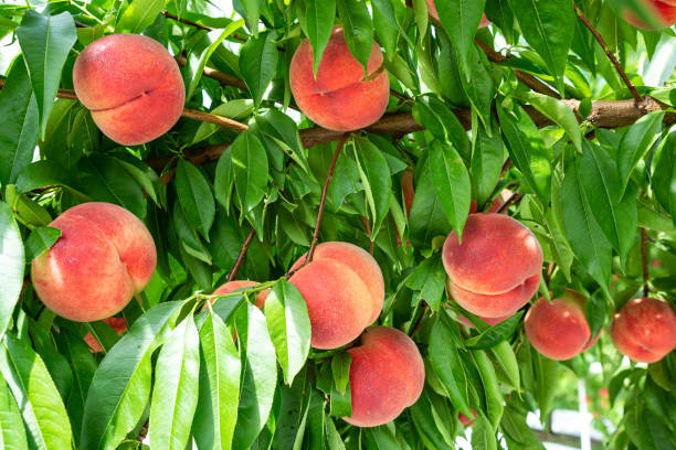 istock Fresh and delicious peaches in the orchard. 1415086648