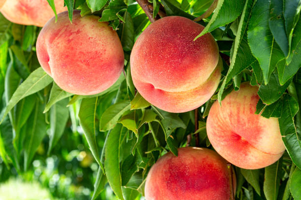 Fresh and delicious peaches in the orchard. It is a picture before peach harvest of fresh orchard. peach tree stock pictures, royalty-free photos & images