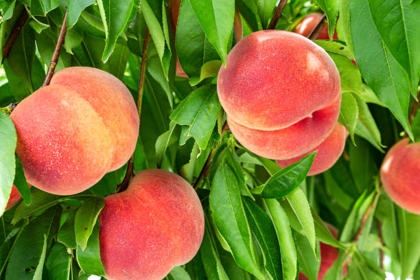 istock Fresh and delicious peaches in the orchard. 1415086677
