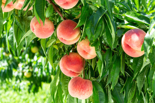 istock Fresh and delicious peaches in the orchard. 1415086689