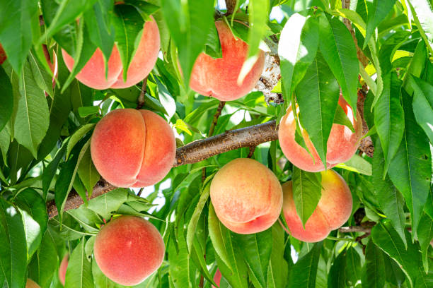 istock Fresh and delicious peaches in the orchard. 1415086818