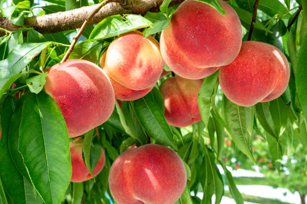 istock Fresh and delicious peaches in the orchard. 1415086846