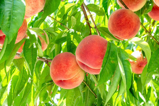 istock Fresh and delicious peaches in the orchard. 1415086865