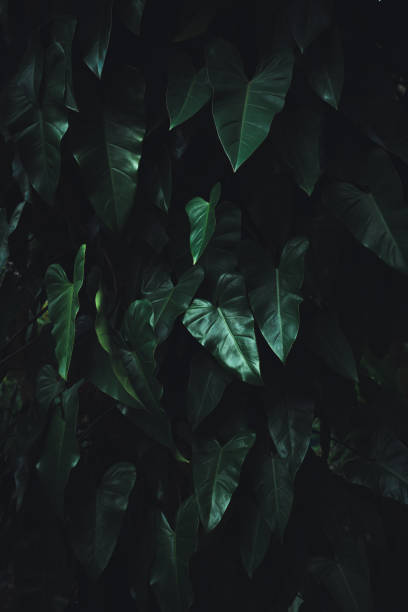 istock Tropical leaves, green leaf texture abstract, nature background. 1415090092