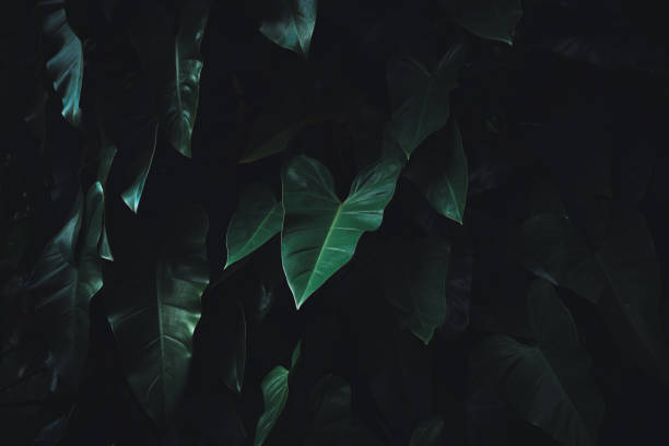 istock Tropical leaves, green leaf texture abstract, nature background. 1415090098