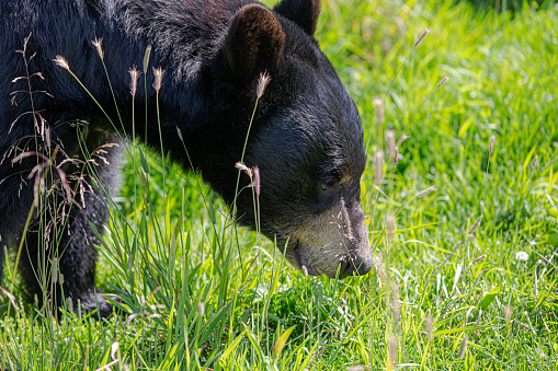 Wild black bear in Alaska.