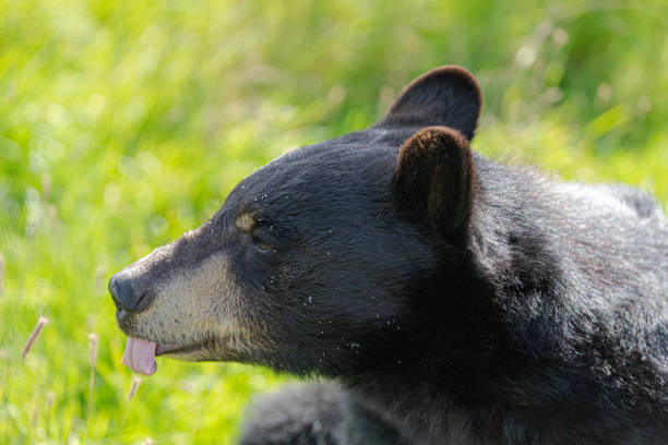 istock Alaska black bear sticks out his tongue 1415091371