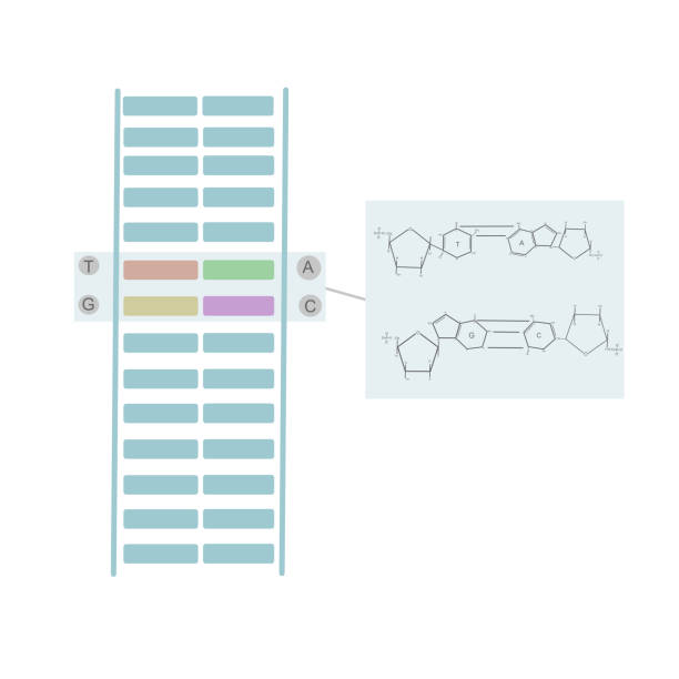 窒素塩基の化学構造に着目したダブルスタンドdna上の相補的な塩基対:aとt、gと - genetic information点のイラスト素材／クリップアート素材／マンガ素材／アイコン素材