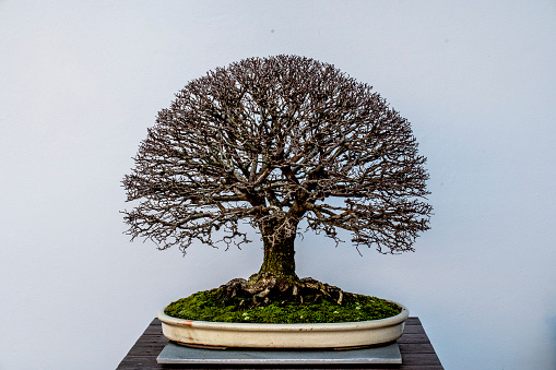 A small bonsai tree in a ceramic pot on the white background with clipping path.