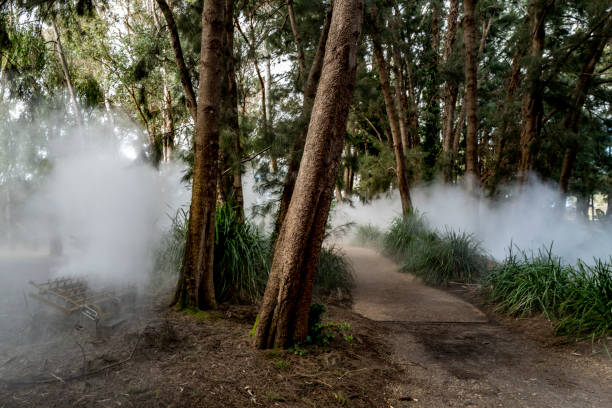 Fog in trees..early morning forest.