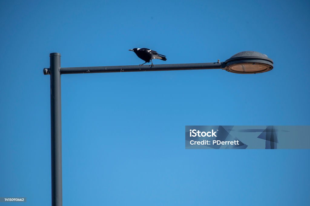 Magpie on L shaped lightpost. Australia Stock Photo