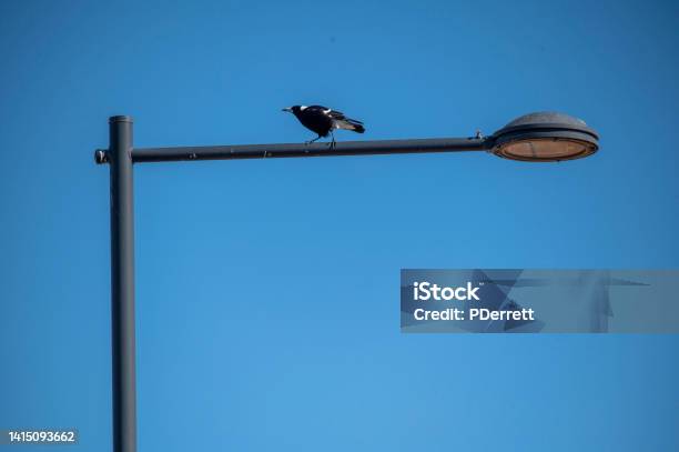 Magpie On L Shaped Lightpost Stock Photo - Download Image Now - Australia, Magpie, Animal