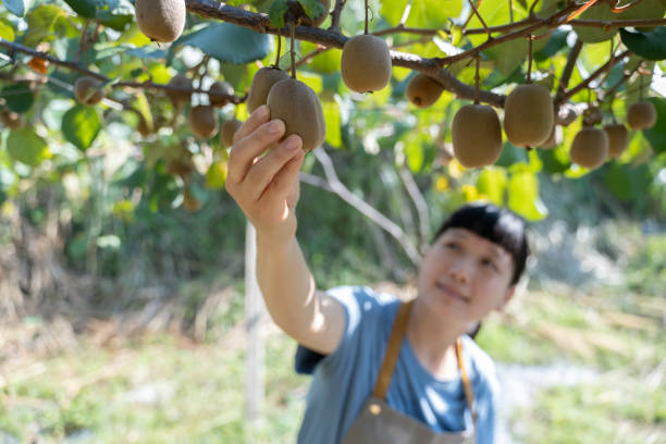 A female farmer is picking kiwifruit in an orchard