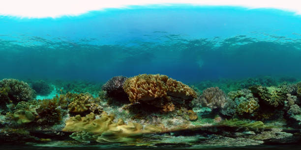 istock Coral reef with fish underwater. Philippines. Virtual Reality 360 1415095059