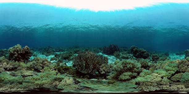 istock Coral reef and tropical fish. Philippines. 360-Degree view. 1415095715