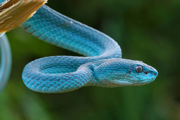 istock Viper Snake, Blue Snake, Trimeresurus insularis snake, 1415098907