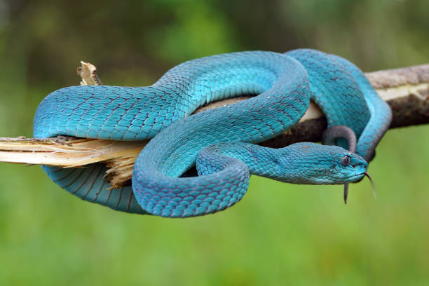 istock Viper Snake, Blue Snake, Trimeresurus insularis snake, 1415098912