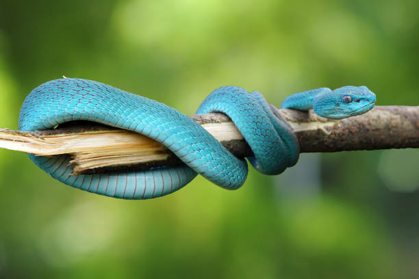 istock Viper Snake, Blue Snake, Trimeresurus insularis snake, 1415098918