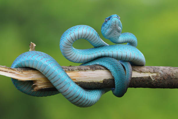 istock Viper Snake, Blue Snake, Trimeresurus insularis snake, 1415098922