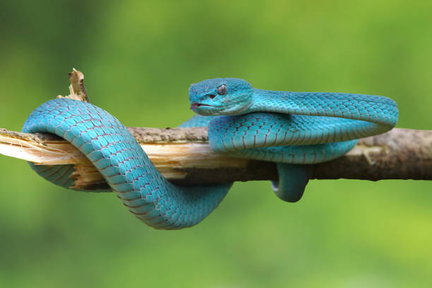 Viper Snake, Blue Snake, Trimeresurus insularis snake,