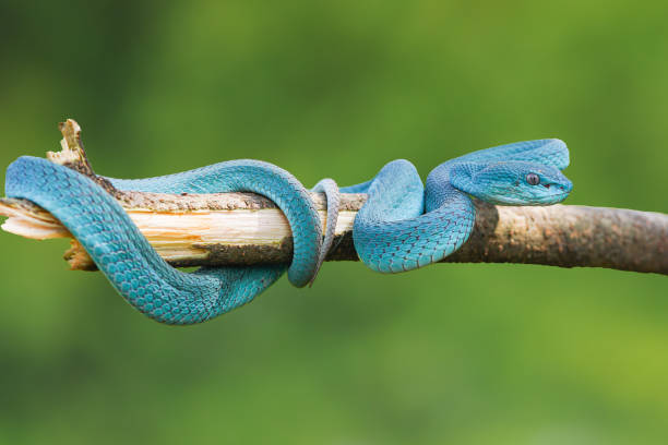 istock Viper Snake, Blue Snake, Trimeresurus insularis snake, 1415099434