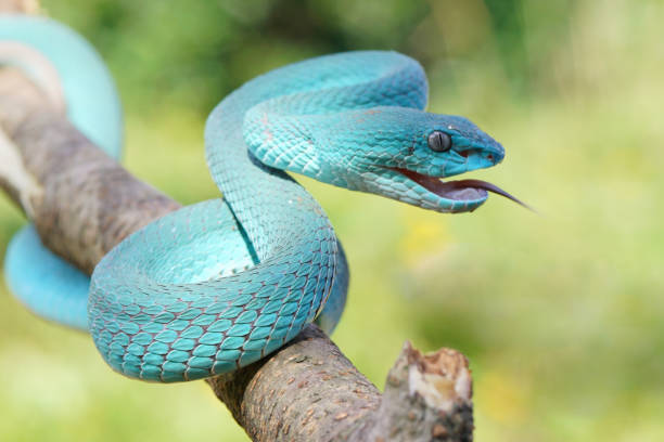 istock Viper Snake, Blue Snake, Trimeresurus insularis snake, 1415099435