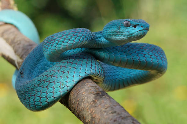 istock Viper Snake, Blue Snake, Trimeresurus insularis snake, 1415099460