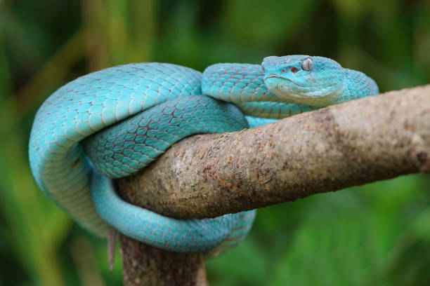 istock Viper Snake, Blue Snake, Trimeresurus insularis snake, 1415099463