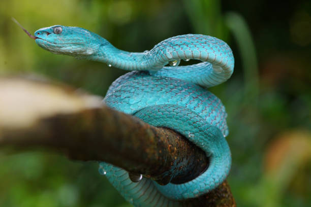 istock Viper Snake, Blue Snake, Trimeresurus insularis snake, 1415099479