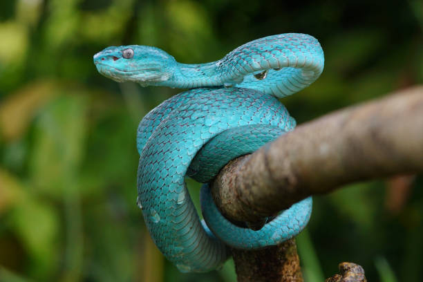 istock Viper Snake, Blue Snake, Trimeresurus insularis snake, 1415099488