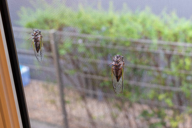 istock Two cicadas clinging to an insect screen door 1415104798