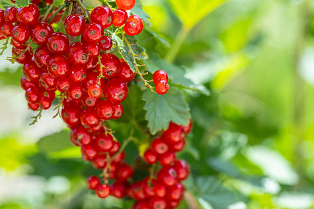 istock Ripe red currants with green leaves on a bush close-up as a background. 1415106813