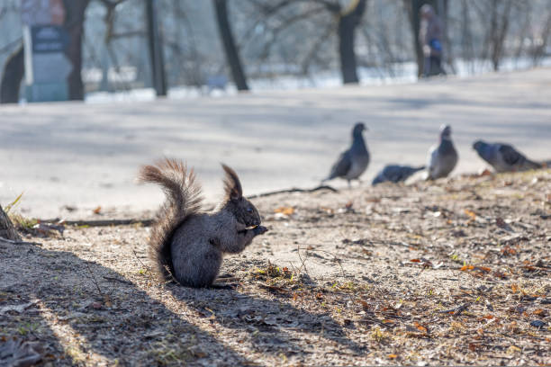 l’écureuil noir canadien est assis sur le sol et mange des noix dans le parc. mise au point sélective. couleur printanière des animaux. animaux rares - squirrel red squirrel black forest forest photos et images de collection