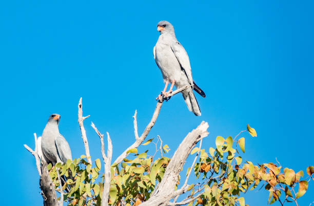 Pale Chanting Goshawk (Melierax canorus) in Etosha National Park, Namibia