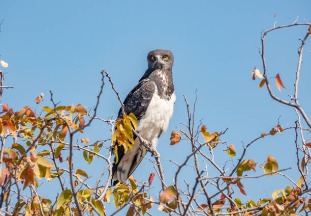 Black-chested Snake Eagle (Circaetus pectoralis) at Etosha National Park in Kunene Region, Namibia