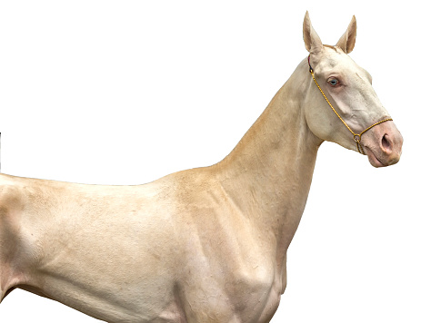 Portrait of a akhal-teke horse on white background
