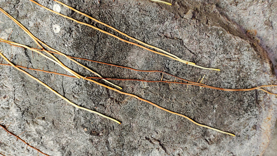 Las raíces de la madera se deslizan en las paredes de las paredes. photo