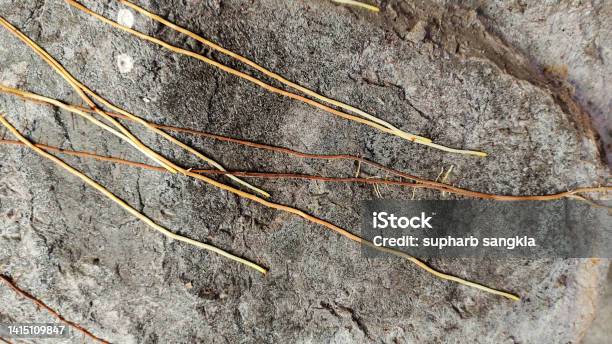 The Roots Of The Wood Slither On The Walls Of The Walls Stock Photo - Download Image Now