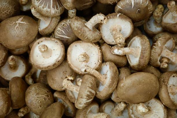 istock A pile of fresh shiitake mushrooms 1415110103