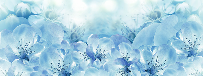 Floral   blue  background. Petals flowers. Close-up. Nature.