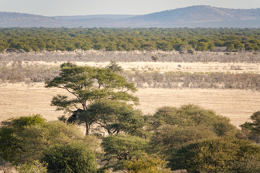 Etosha National Park in Kunene Region, Namibia