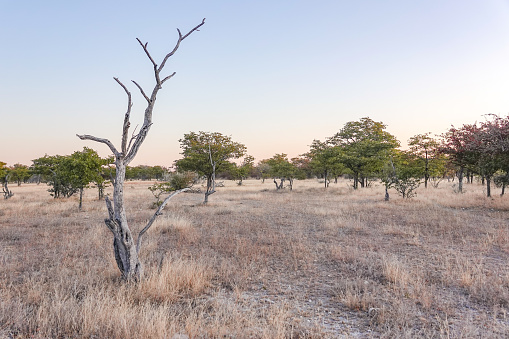 National Grassland at Etosha National Park in Kunene Region, Namibia