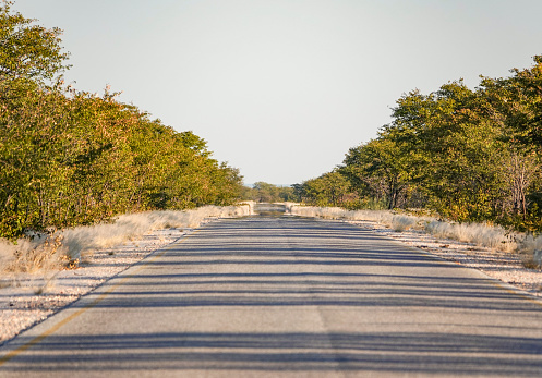 Wildlife Loop Drive at Etosha National Park in Kunene Region, Namibia