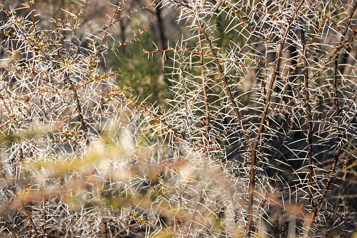 Thorn Bush at Etosha National Park in Kunene Region, Namibia