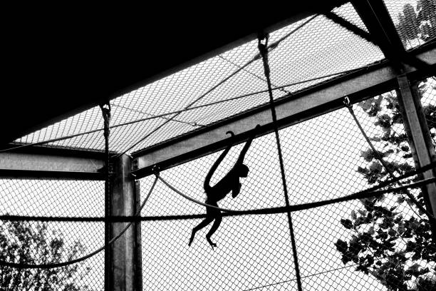 A White cheeked spider monkey on a wooden rope struture