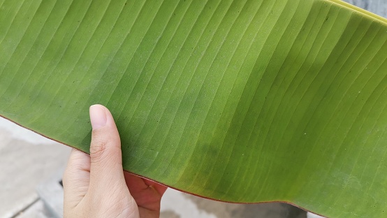 Close up of banana leaf holding by hand. decorative. It is used for cooking, wrapping, and food-serving in a wide range of cuisines in tropical and subtropical areas
