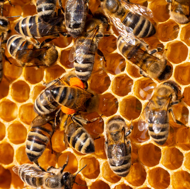 istock Bees with flower pollen. 1415113026